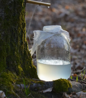 Cure de jus de bouleau- Endobiogénie