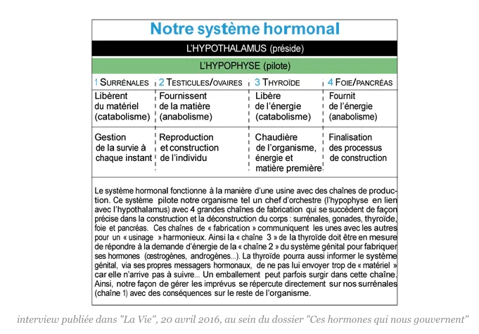 système hormonal endobiogénie