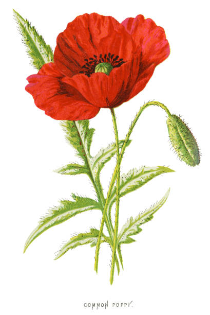 coquelicot- endobiogénie