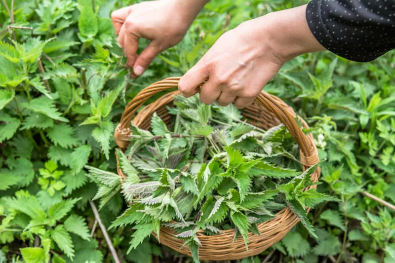Cueillette plantes médicinales
