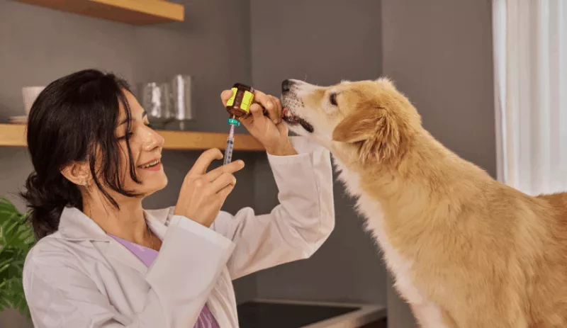 Formations à destination des Vétérinaires